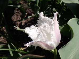 白い花