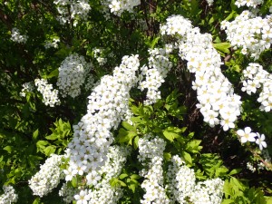 小さい花が沢山