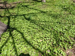 花はまだ