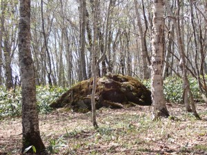 苔むして