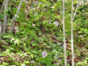 ピンクの花