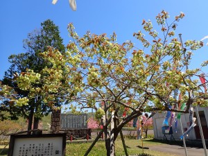 黄色い桜