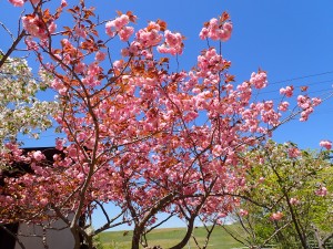 こちらもきれい