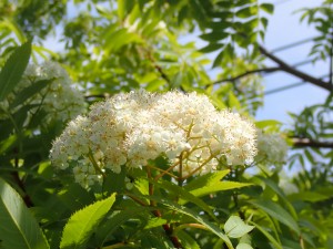 少年野球の真っ最中