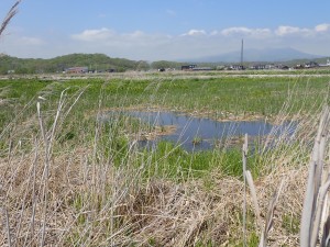 鳥の声