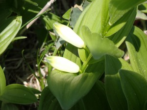 白い花