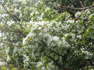 白い花