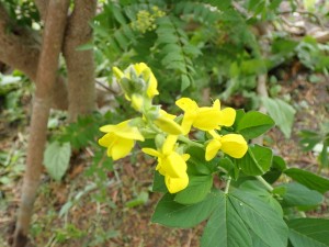 黄色の花