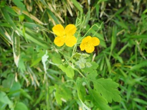 黄色い花