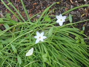 青白い花