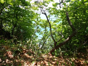 おっかない