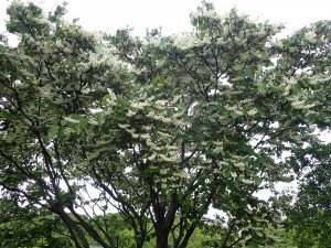 木の花