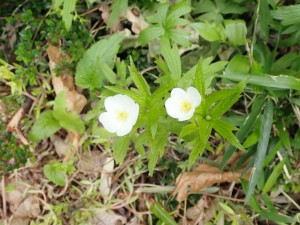 小さな花