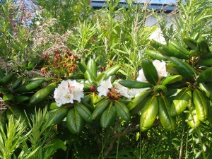 白い花