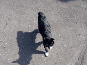 ニャーニャー寄ってくる