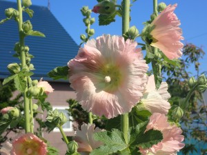 ピンクの花