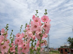 暑かった