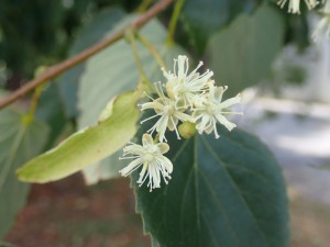 あちこちに 白い花
