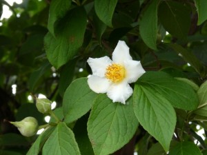 白い花