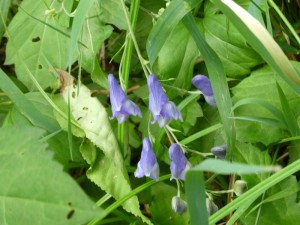 きれい