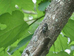 今年は大繁盛 蝉しぐれだ