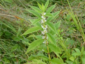湿地に咲く花