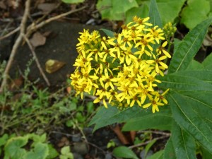 黄色い花