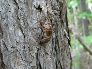エゾゼミが大繁盛