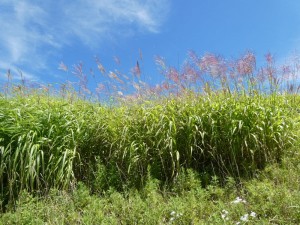 秋近し