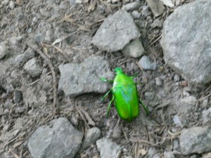 きれいな色
