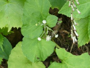 分からず