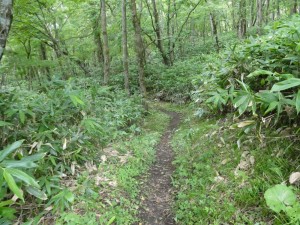 たまに登山客