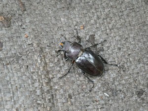 ミヤマの雌かな