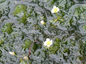 白い花