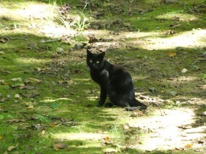 黒猫がいた
