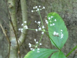 白い小さな花