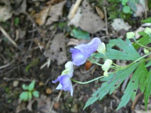 秋の花